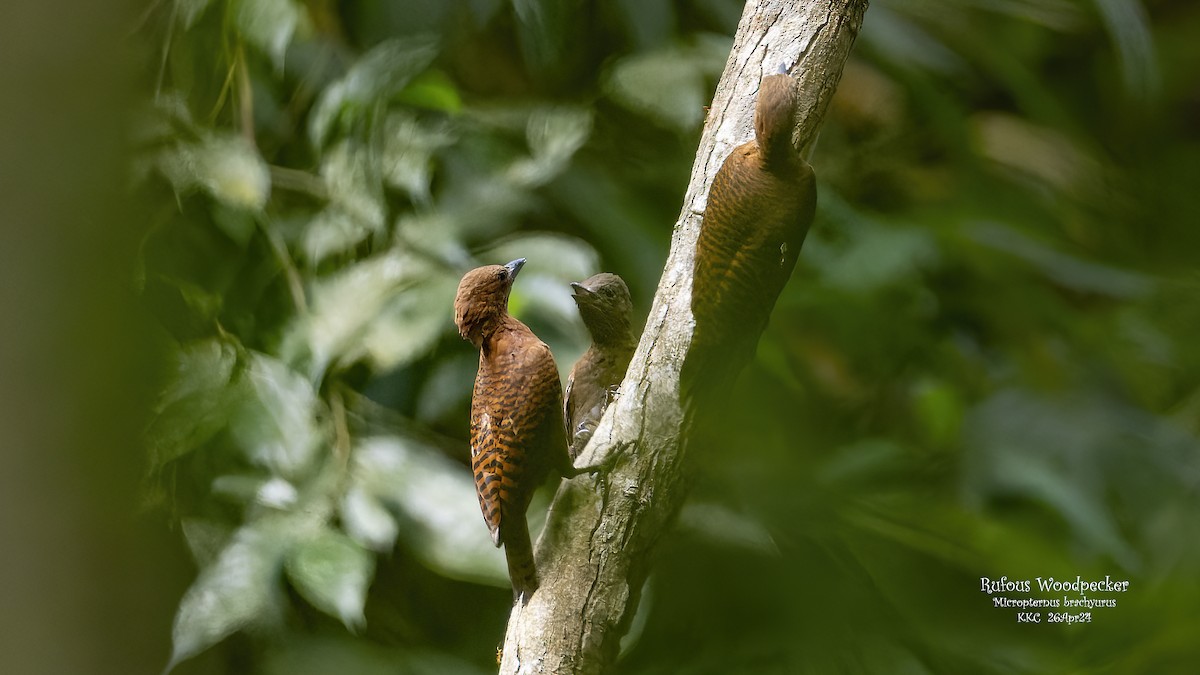 Rufous Woodpecker - Kenneth Cheong