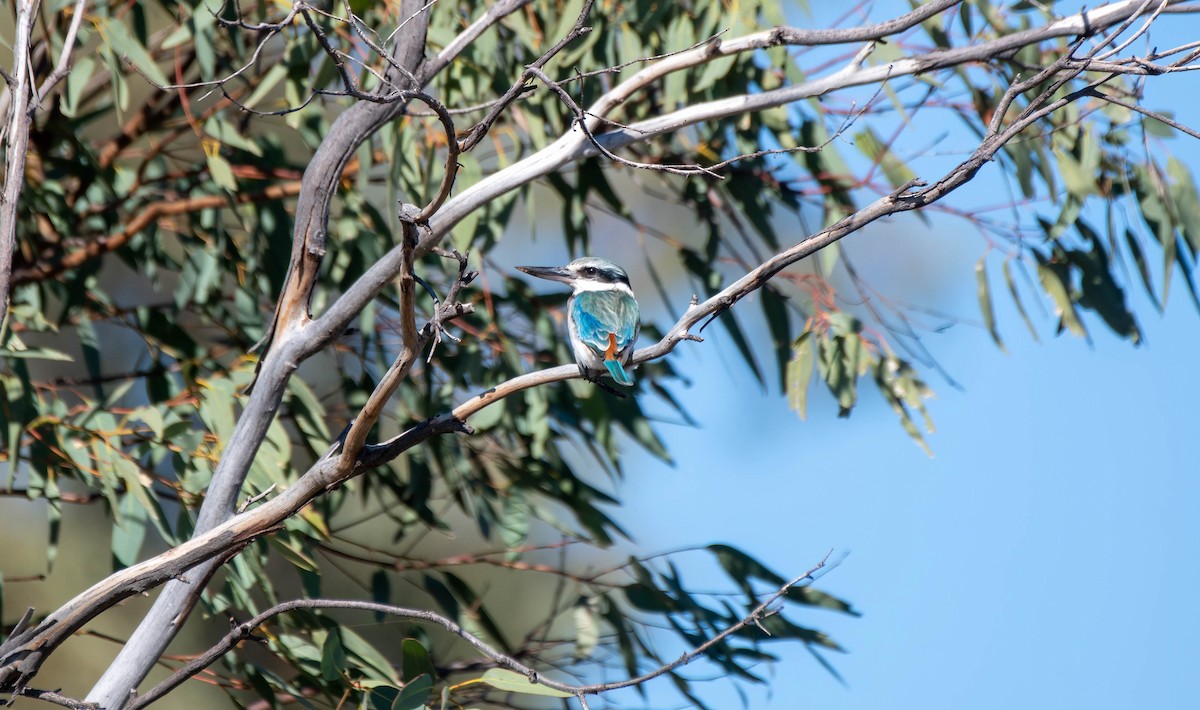 Red-backed Kingfisher - Gordon Arthur