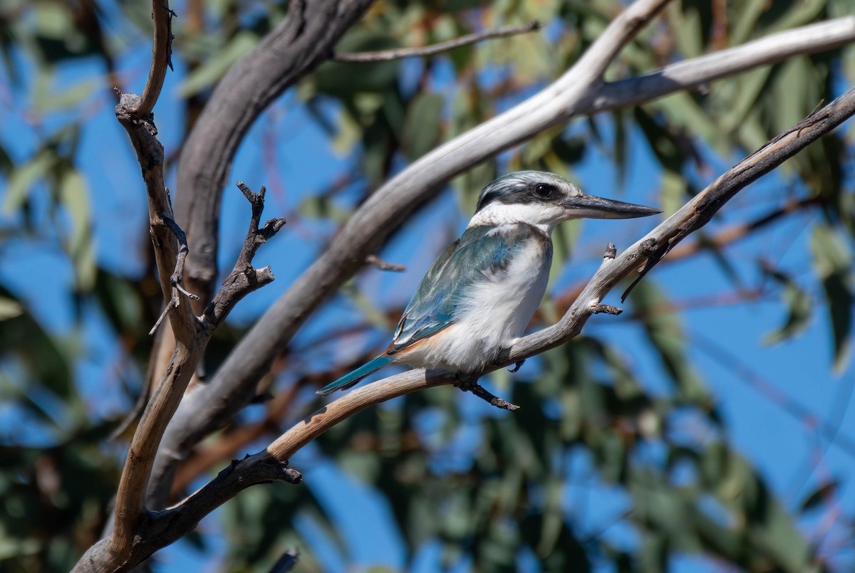 Red-backed Kingfisher - Gordon Arthur