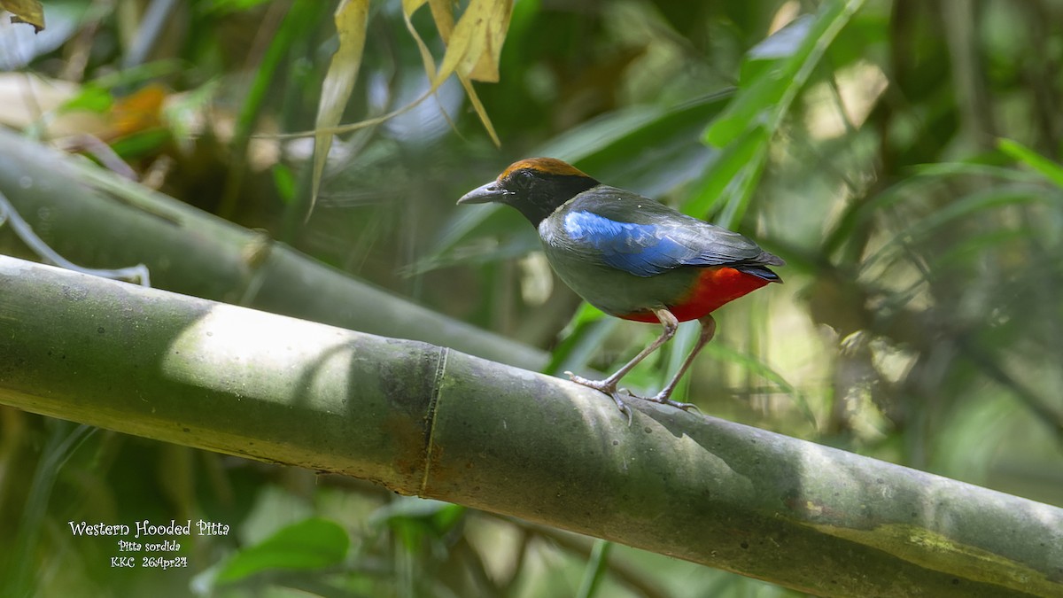 Western Hooded Pitta (Chestnut-crowned) - Kenneth Cheong