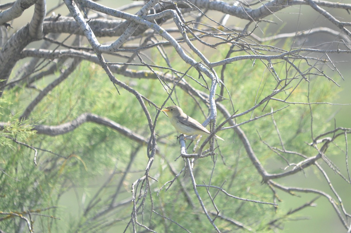 Icterine Warbler - Samuel Hilaire