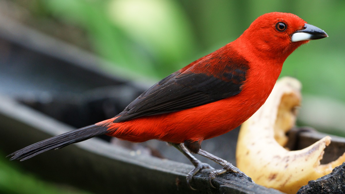 Brazilian Tanager - Daniel Hinckley | samazul.com