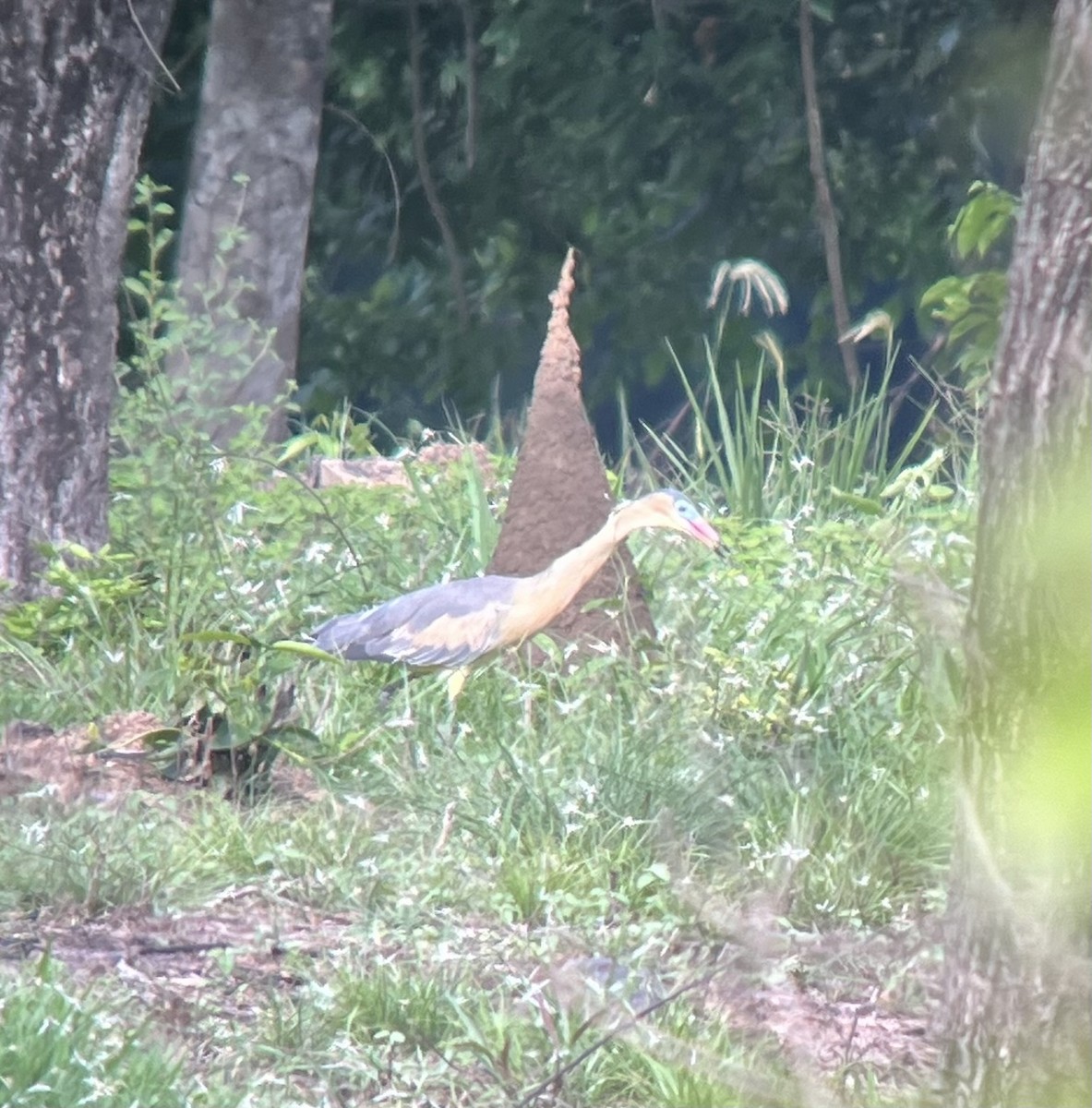 Whistling Heron - deidre asbjorn