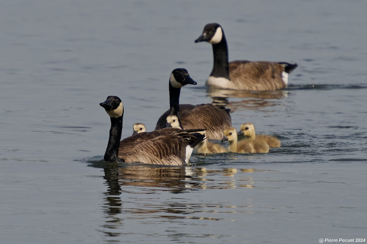 Canada Goose - Pierre Pesant