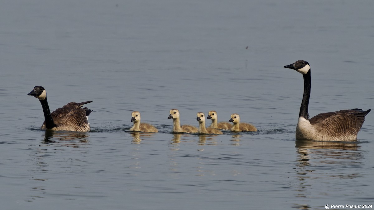 Canada Goose - Pierre Pesant