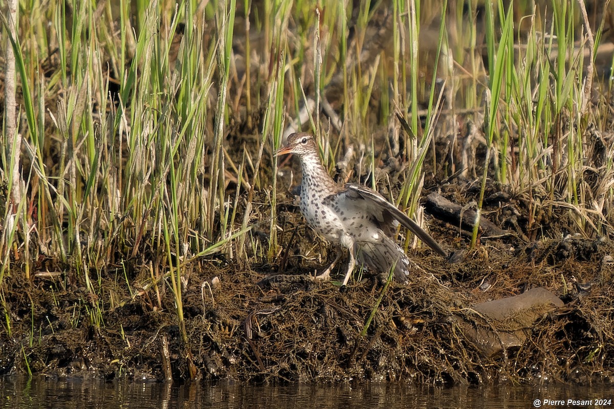 Spotted Sandpiper - Pierre Pesant