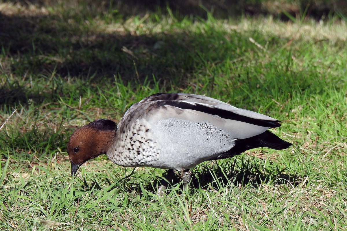 Maned Duck - B Jenkins