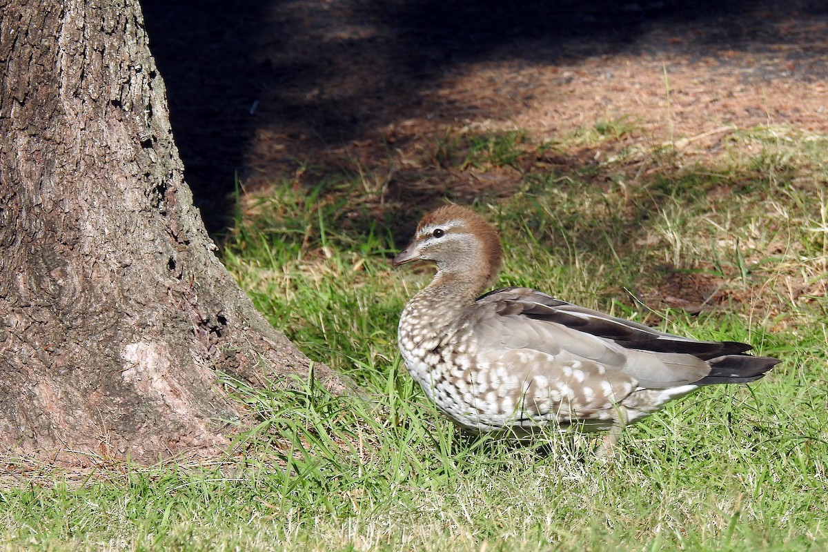 Maned Duck - B Jenkins