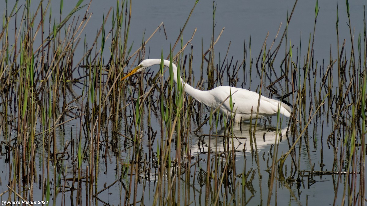 Great Egret - Pierre Pesant