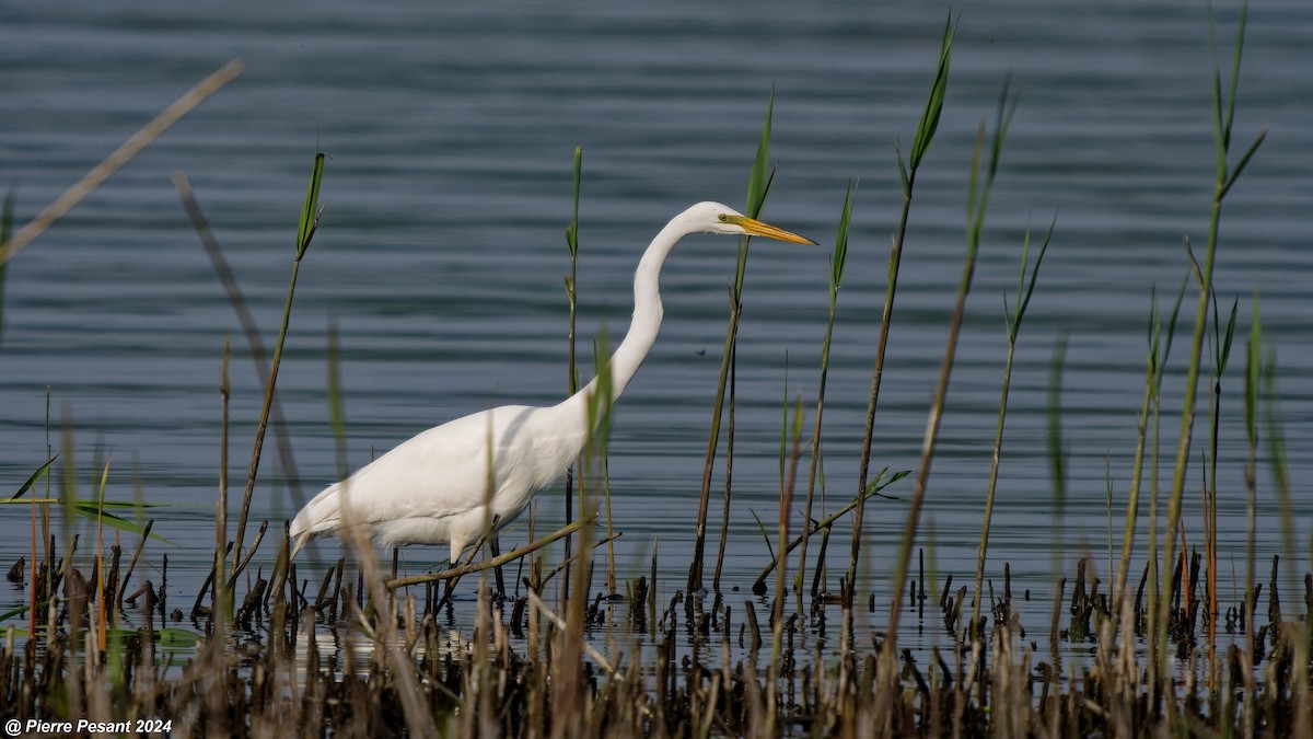 Great Egret - Pierre Pesant