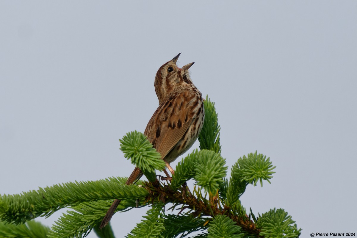 Song Sparrow - Pierre Pesant