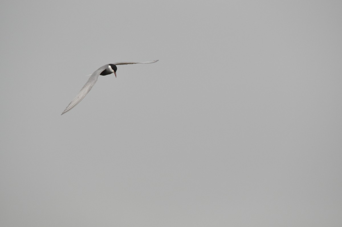 Whiskered Tern - Samuel Hilaire