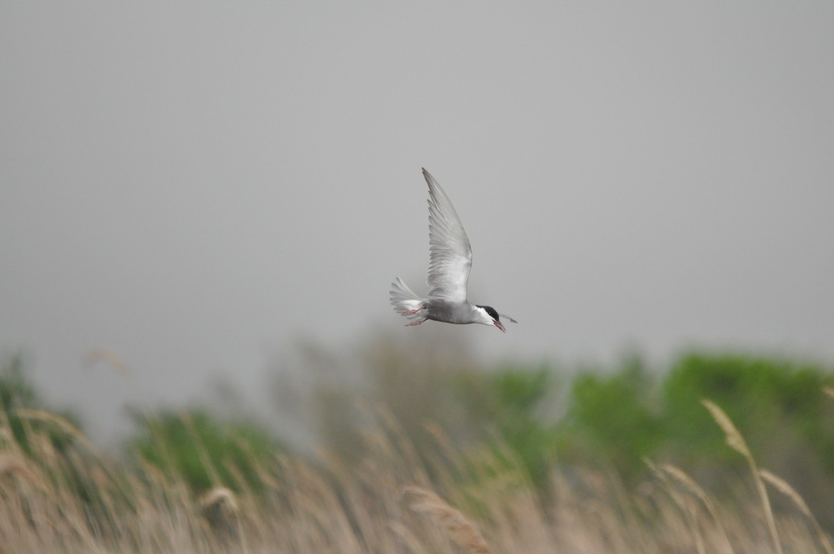 Whiskered Tern - Samuel Hilaire