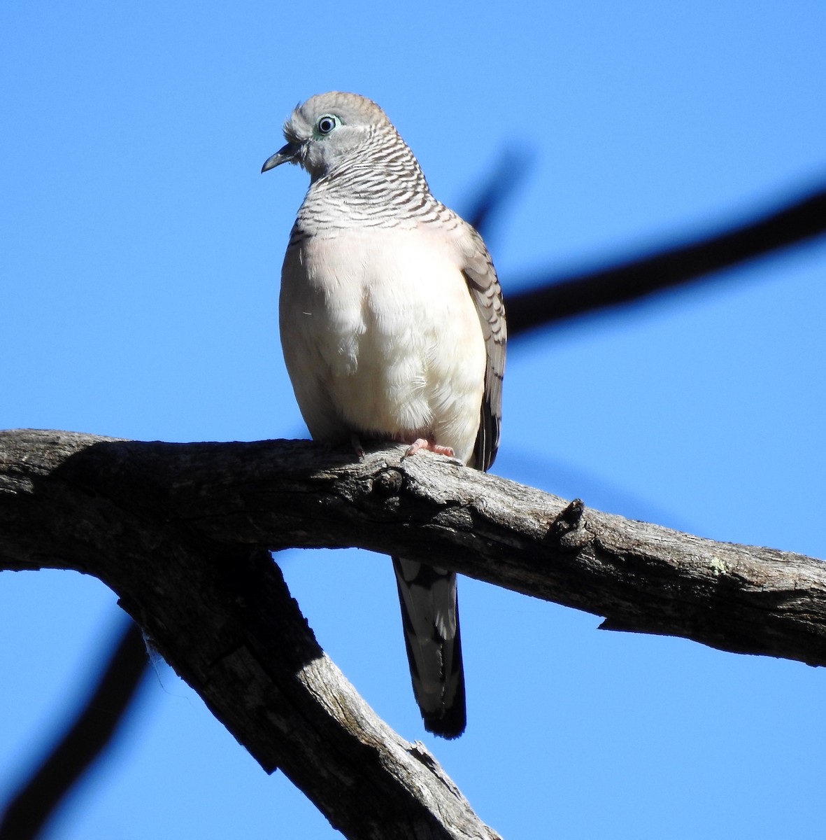 Peaceful Dove - B Jenkins