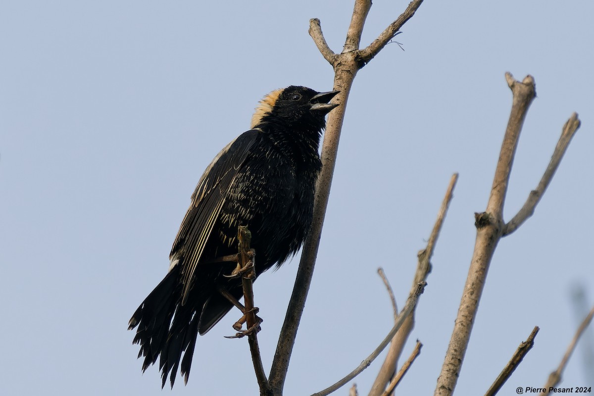 Bobolink - Pierre Pesant