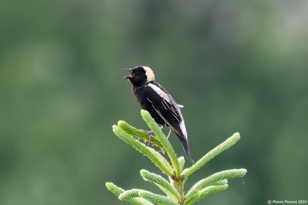 Bobolink - Pierre Pesant