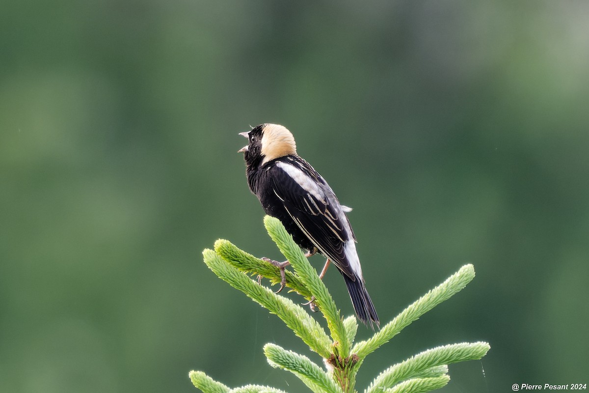 Bobolink - Pierre Pesant