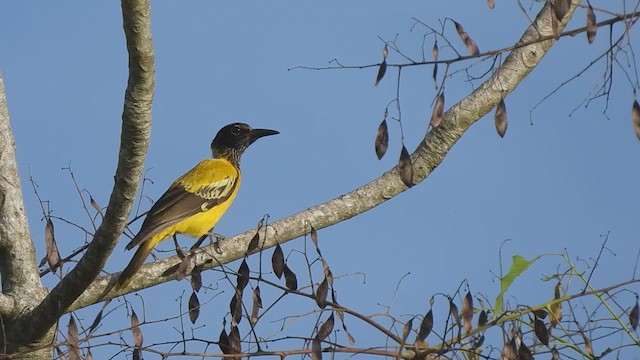 Black-hooded Oriole - ML619477929