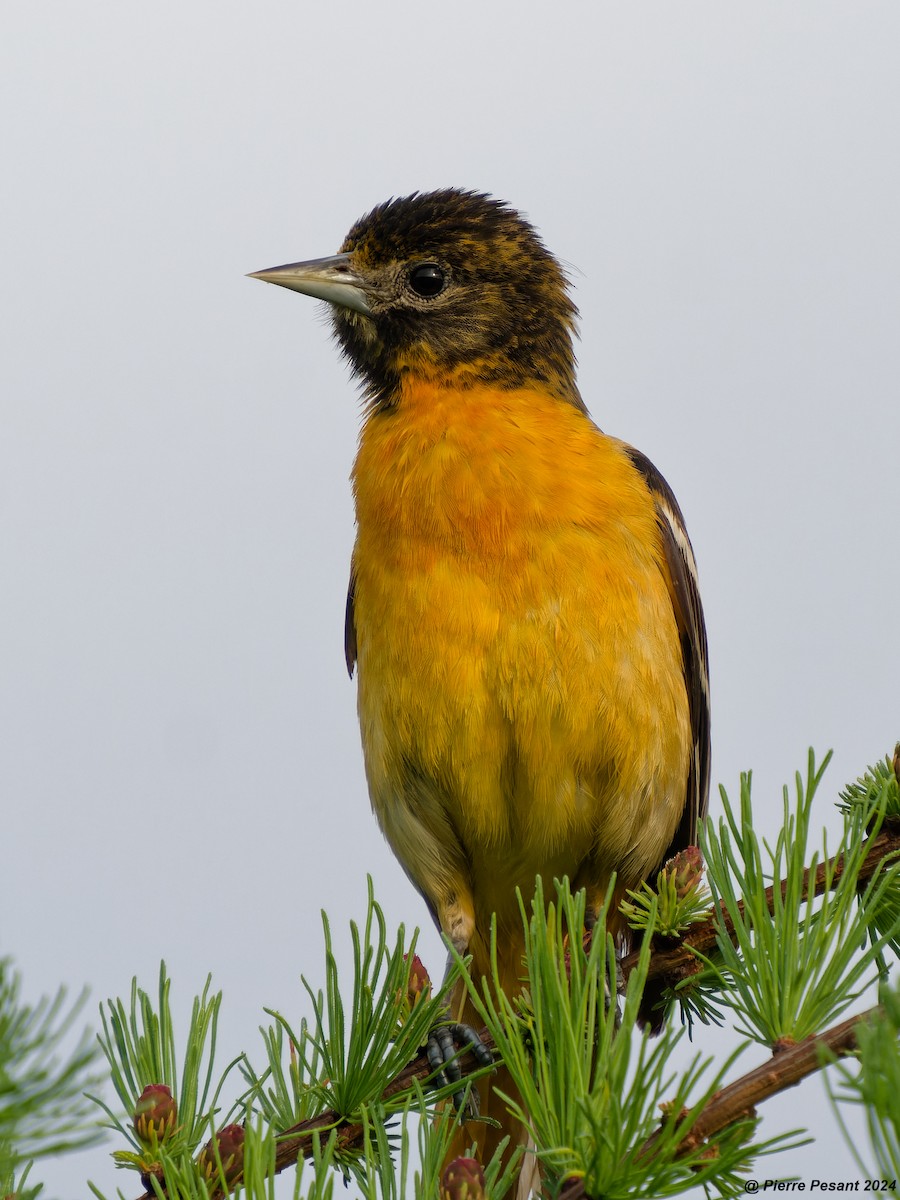 Baltimore Oriole - Pierre Pesant