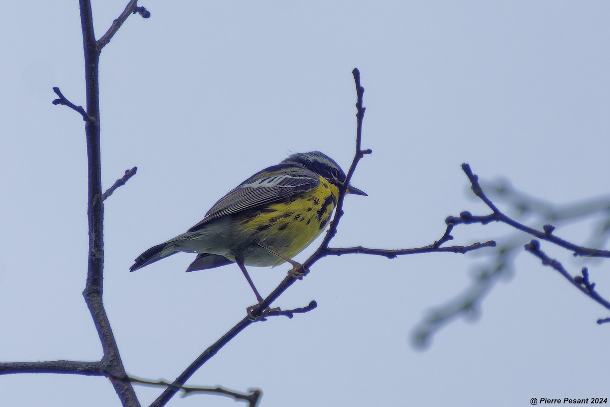 Magnolia Warbler - Pierre Pesant