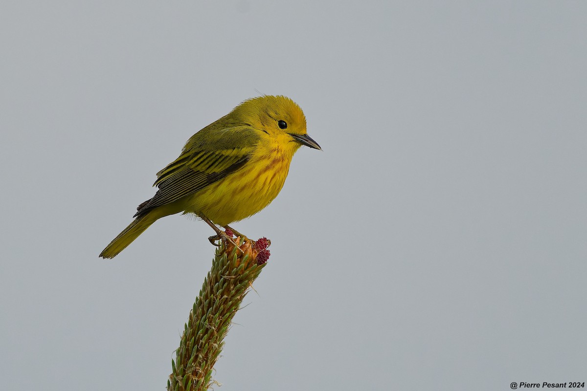 Yellow Warbler - Pierre Pesant