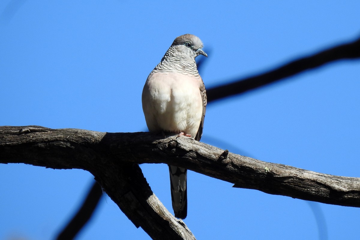 Peaceful Dove - B Jenkins