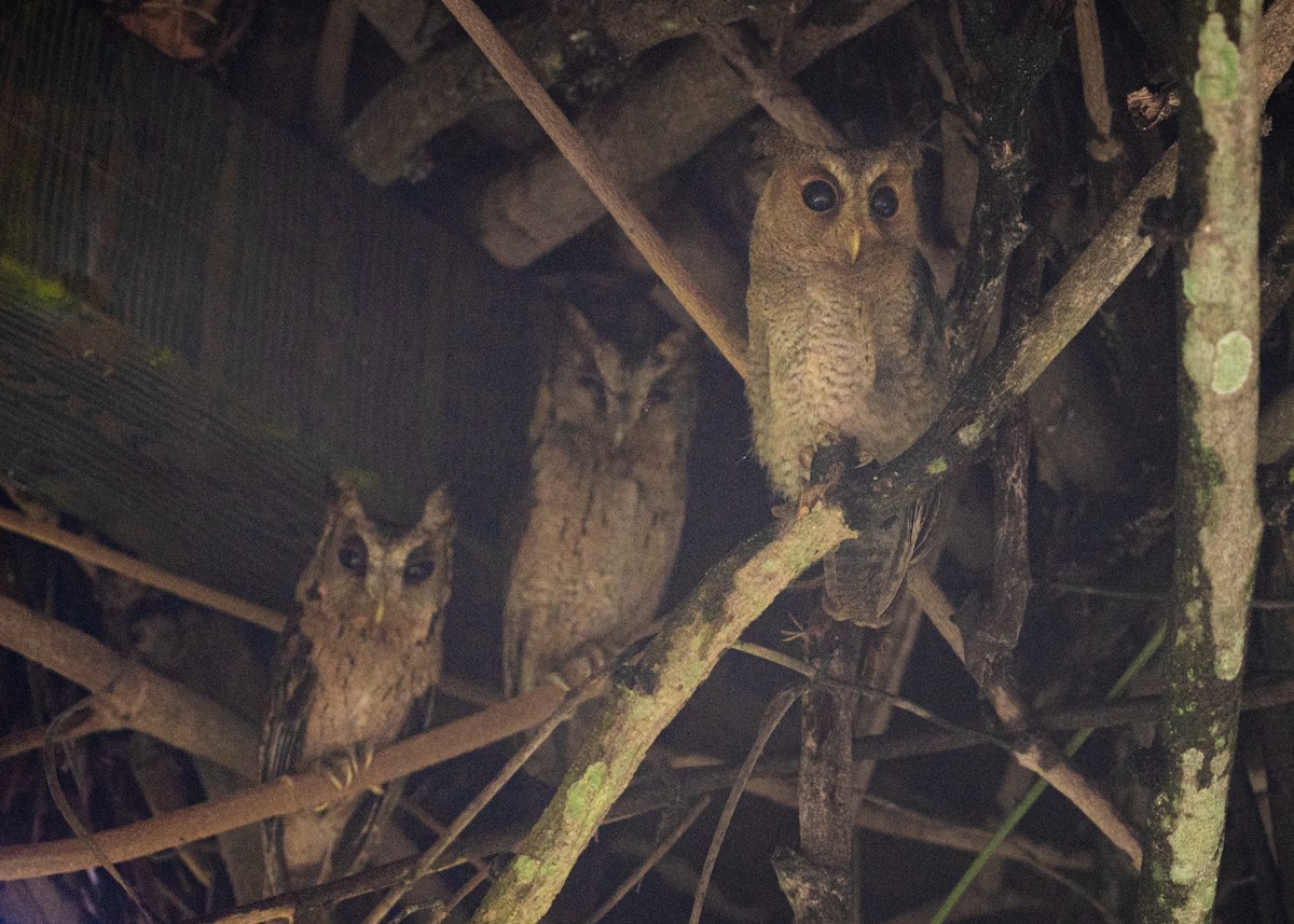 Collared Scops-Owl - Reiügi ß