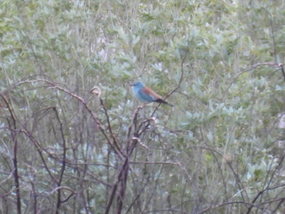 European Roller - Anastasiya Dragun