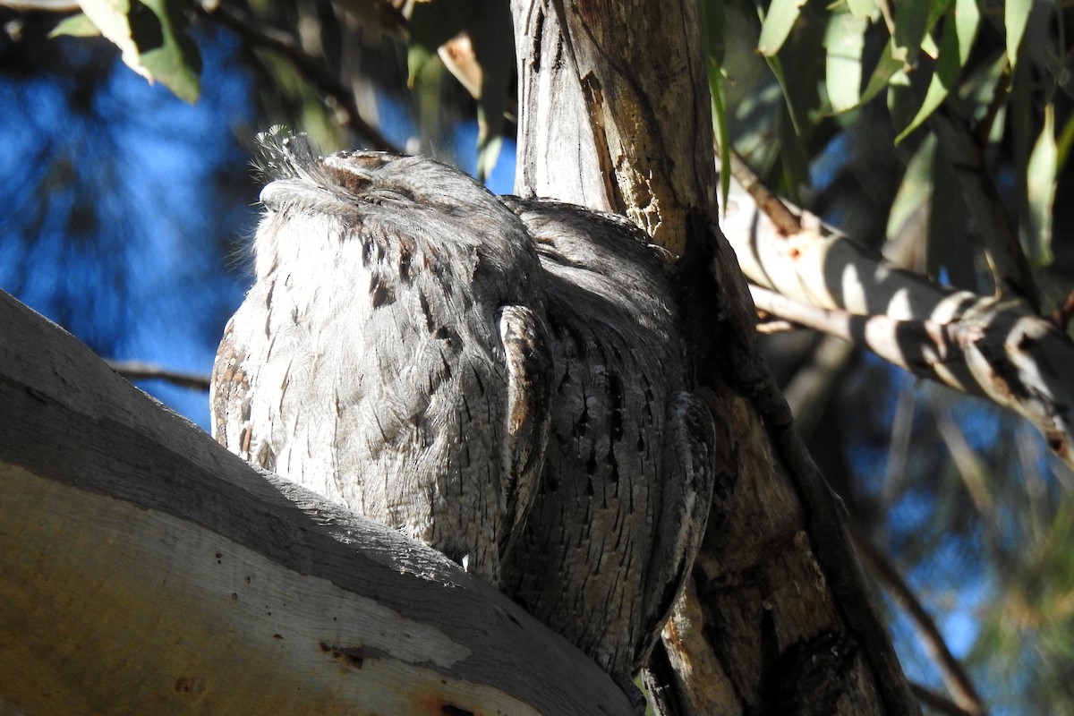 Tawny Frogmouth - B Jenkins