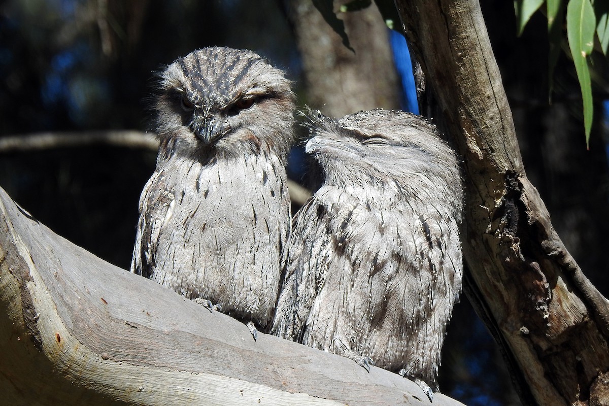 Tawny Frogmouth - B Jenkins