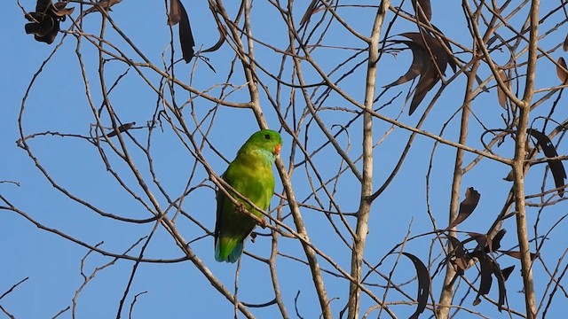 Vernal Hanging-Parrot - ML619477956