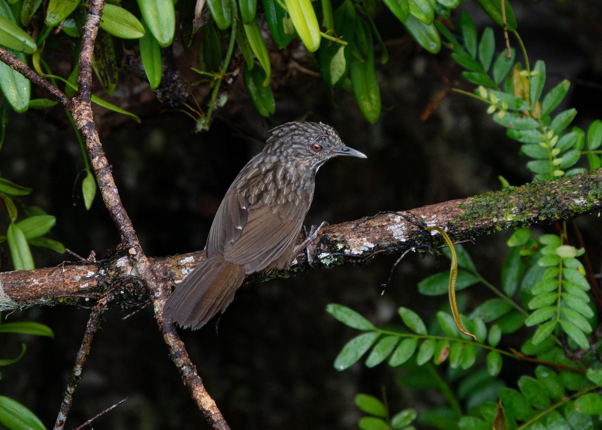 Annam Limestone Babbler - ML619477964