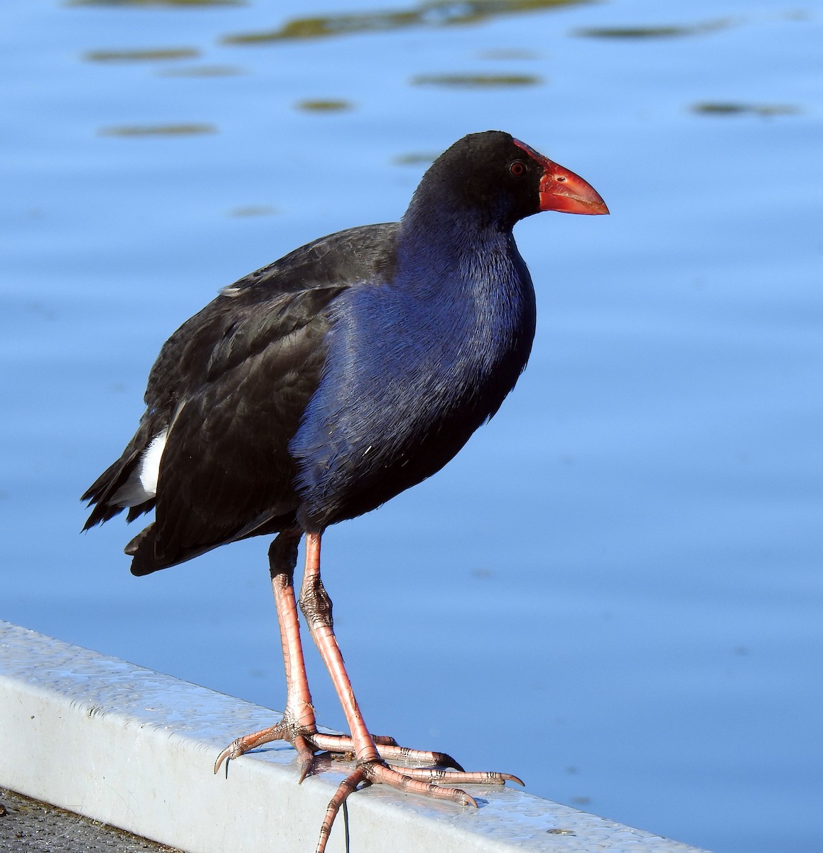 Australasian Swamphen - B Jenkins