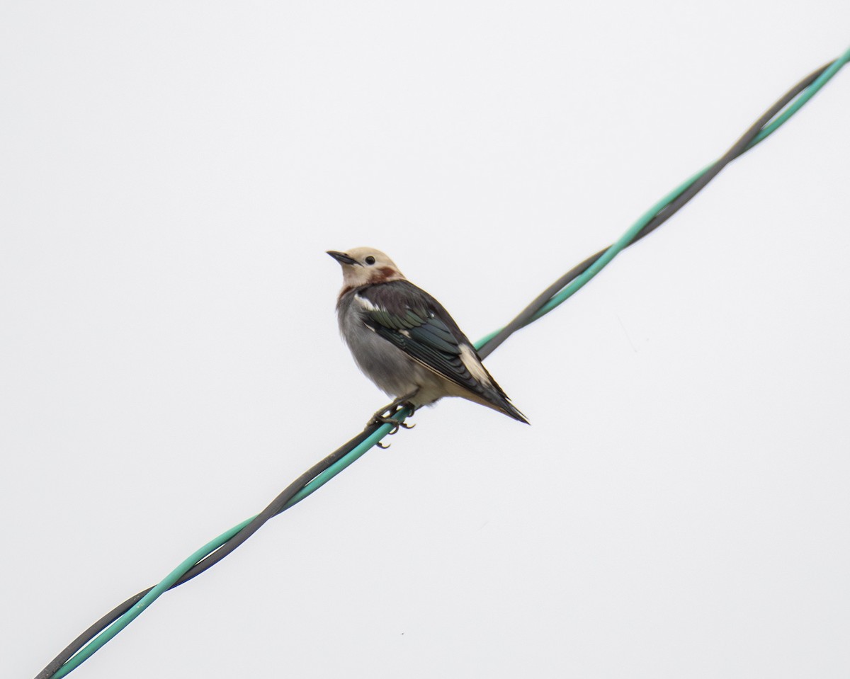 Chestnut-cheeked Starling - 김 석현