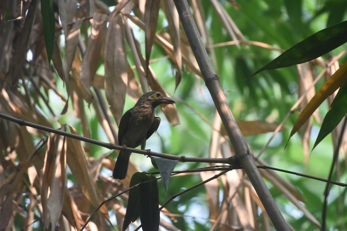 Brown-headed Barbet - ML619477971