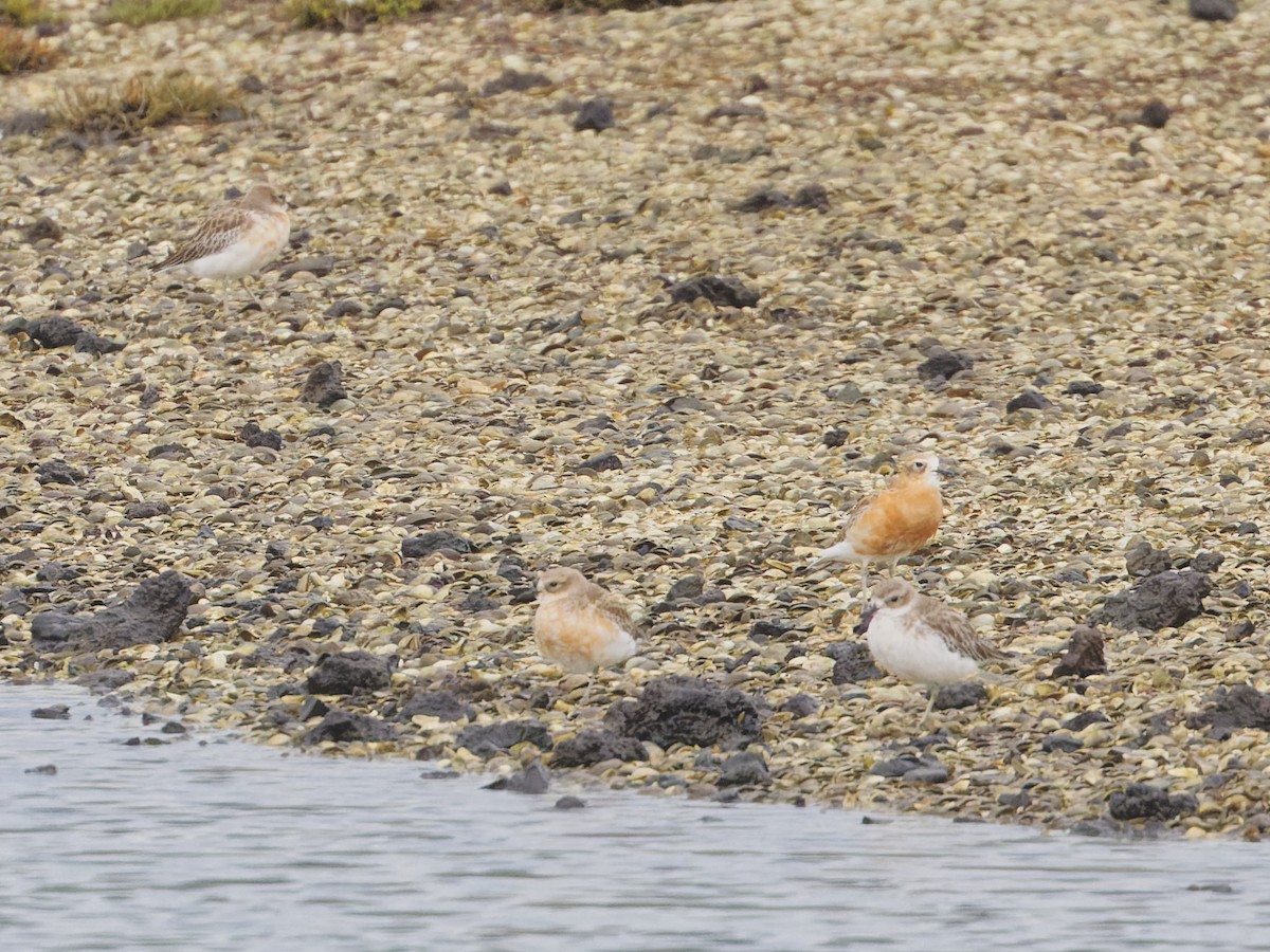 Red-breasted Dotterel - Angus Wilson