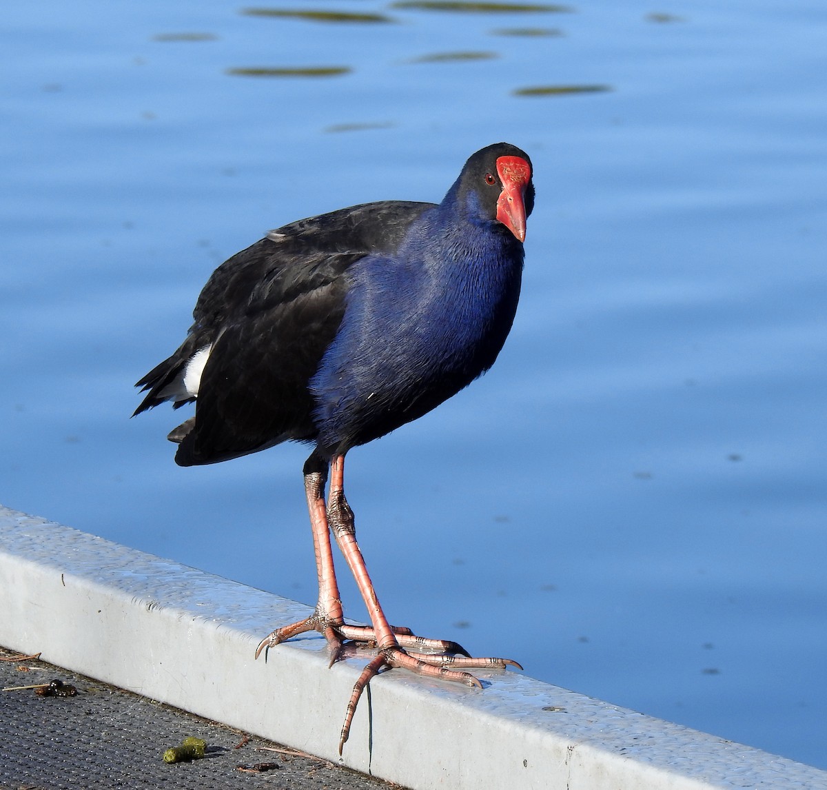 Australasian Swamphen - B Jenkins