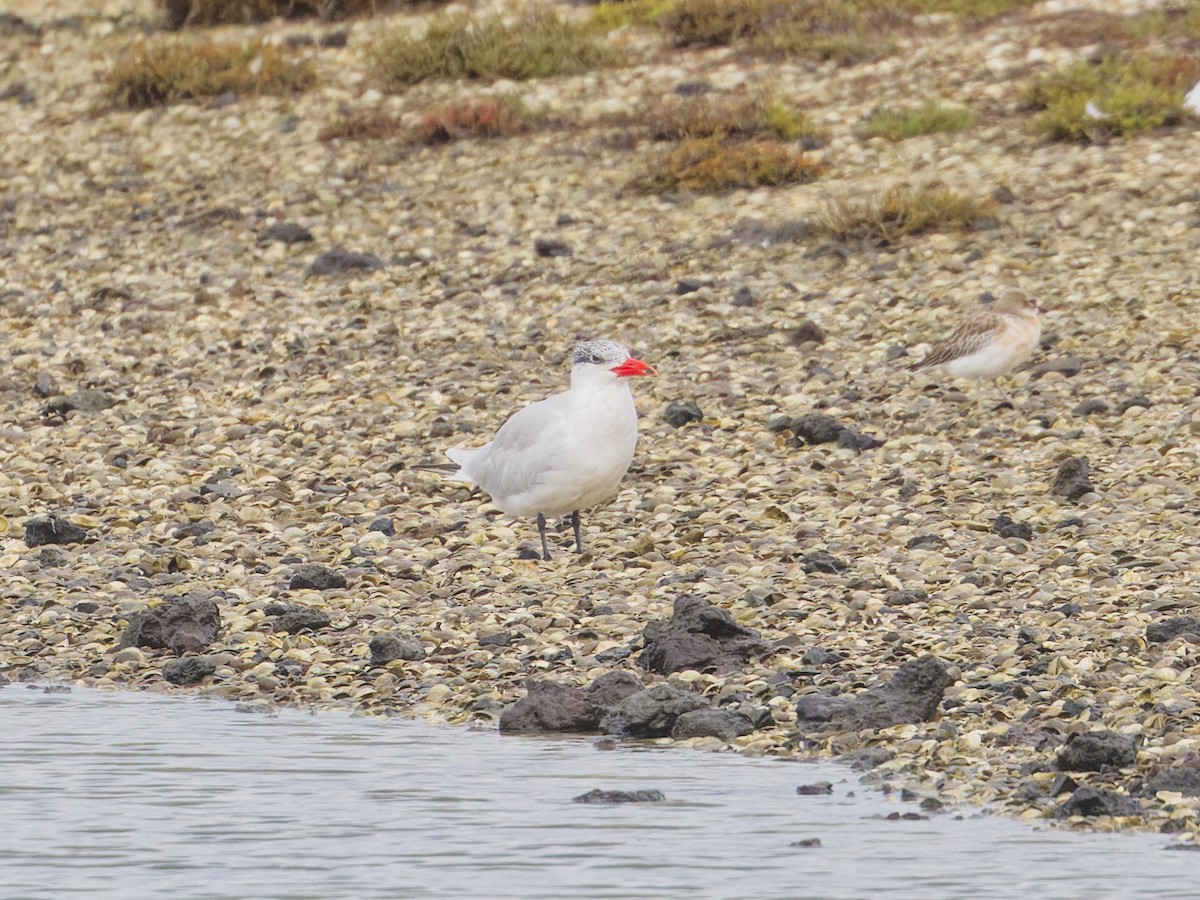 Caspian Tern - Angus Wilson