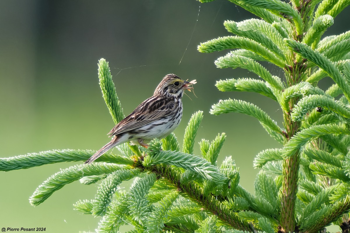 Savannah Sparrow - Pierre Pesant