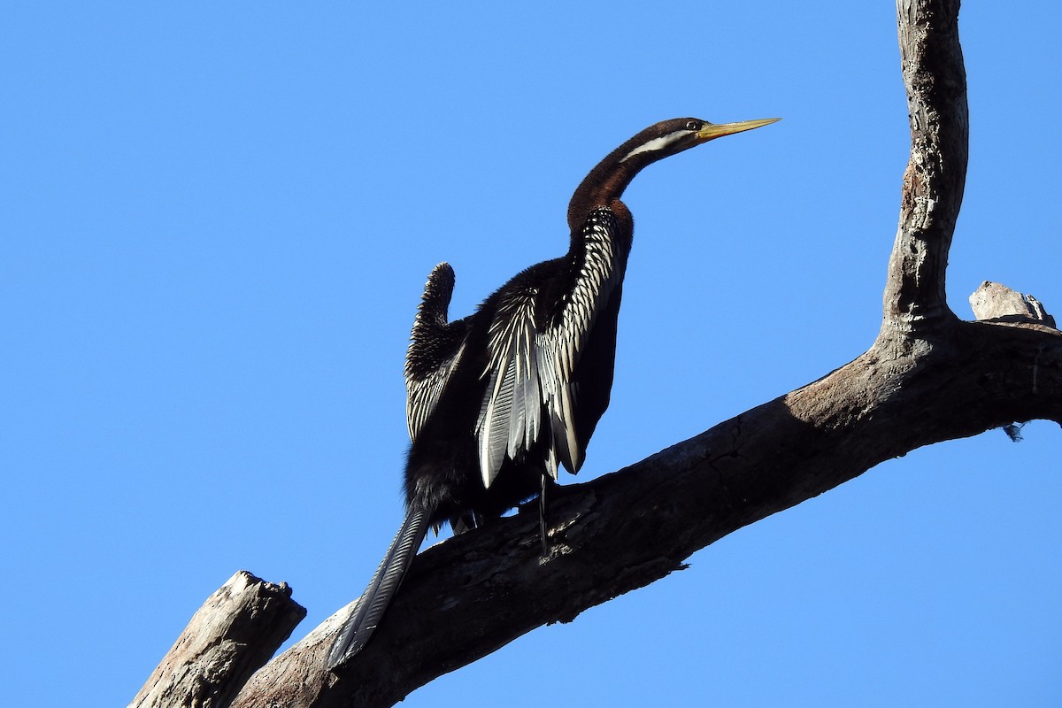 Australasian Darter - B Jenkins