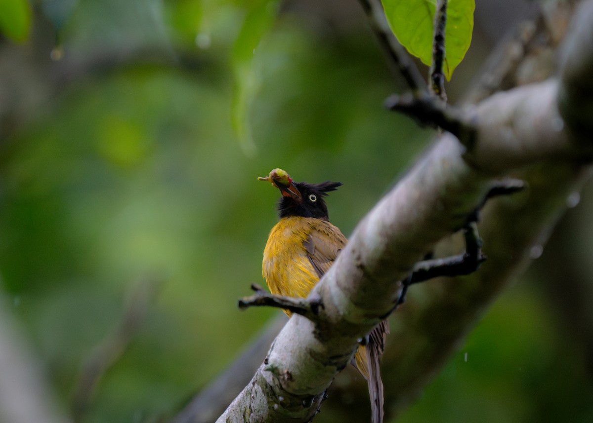 Black-crested Bulbul - Reiügi ß