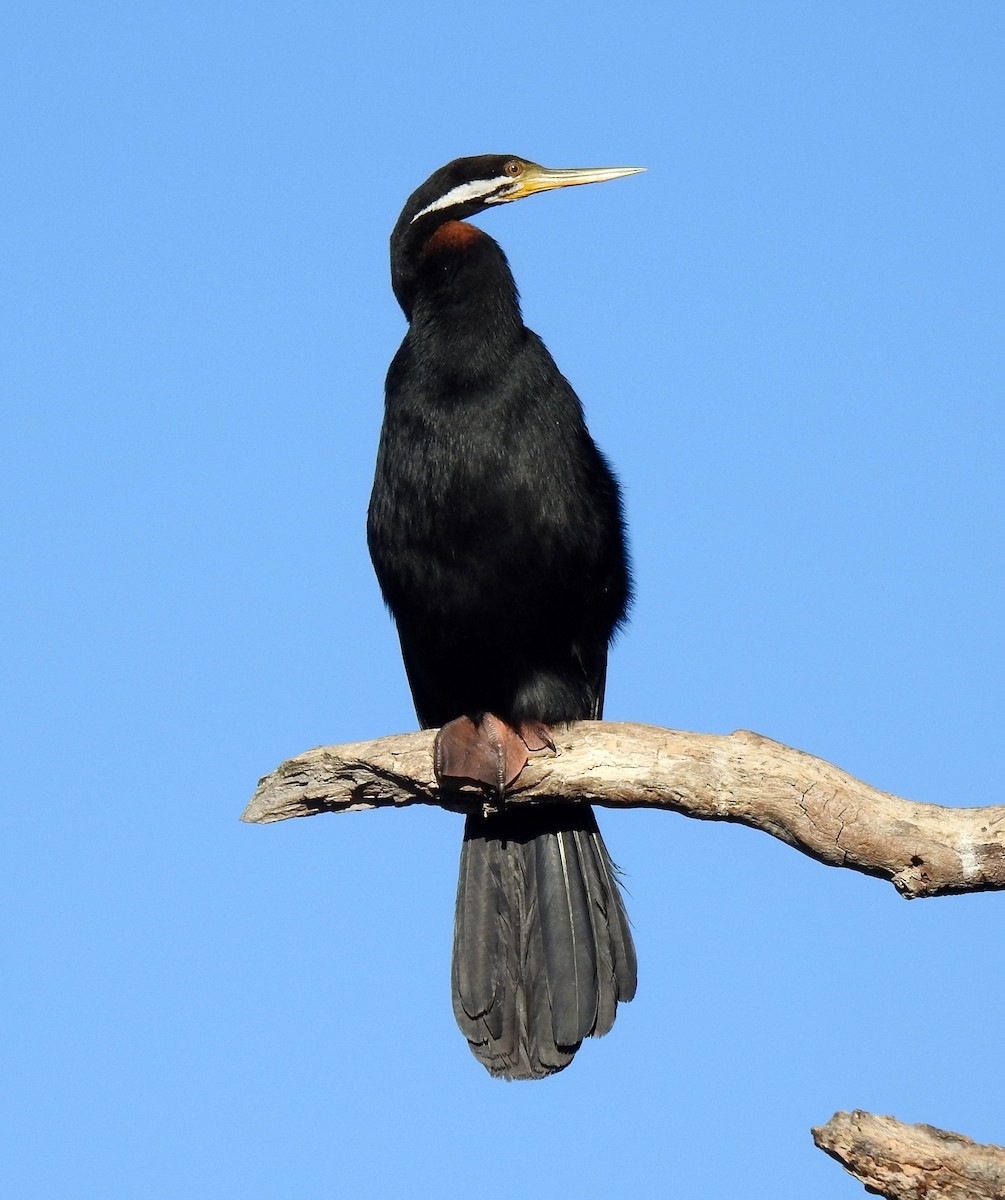 Australasian Darter - B Jenkins