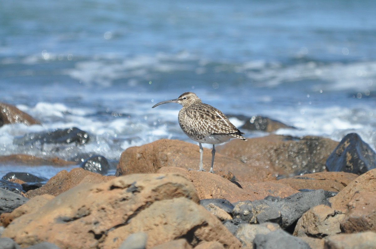 Whimbrel - Samuel Hilaire