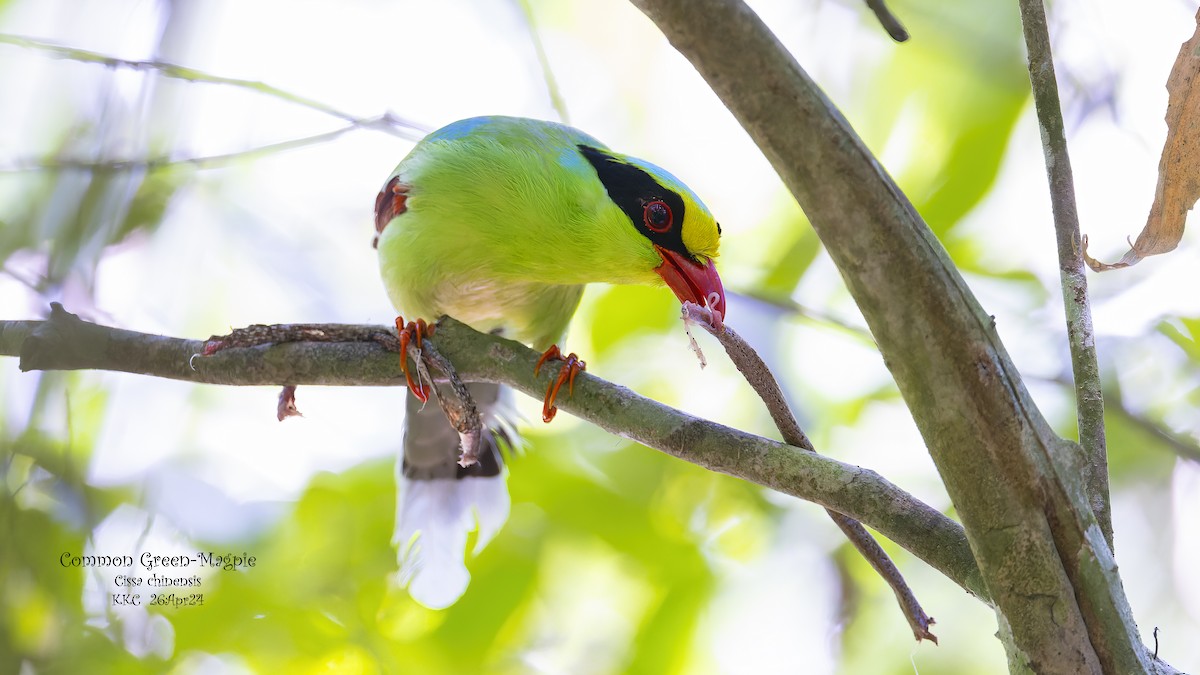 Common Green-Magpie - Kenneth Cheong