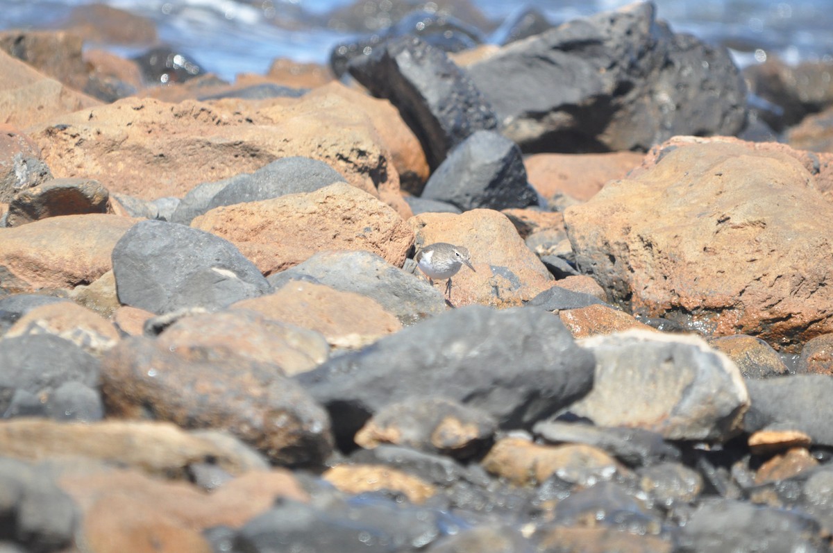 Common Sandpiper - Samuel Hilaire