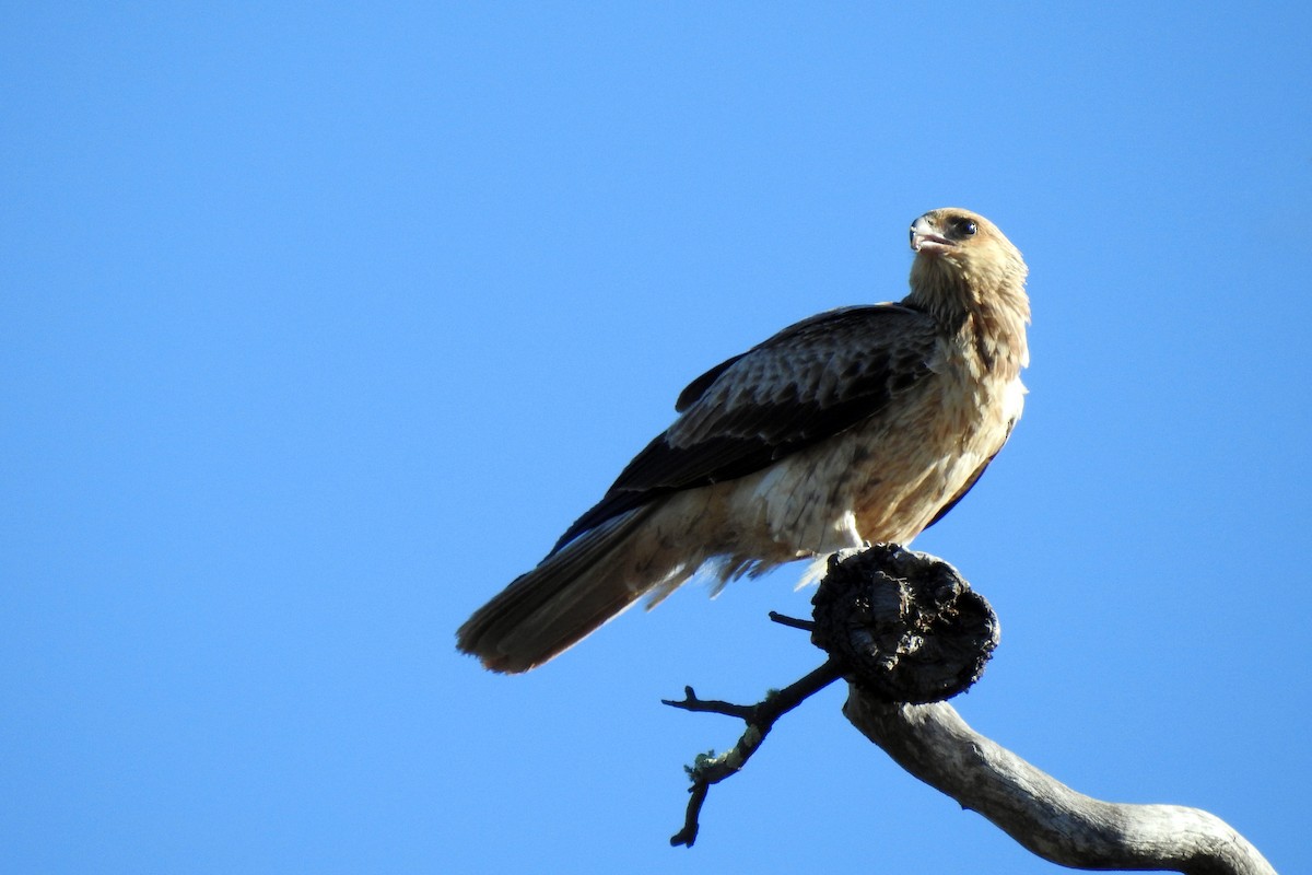 Whistling Kite - B Jenkins