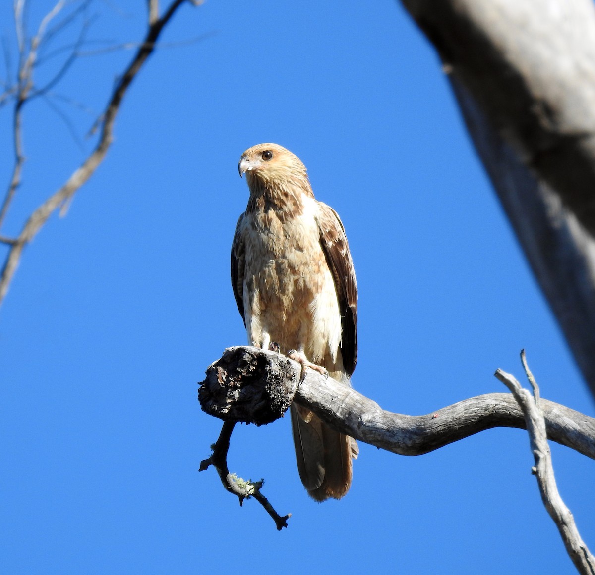 Whistling Kite - B Jenkins