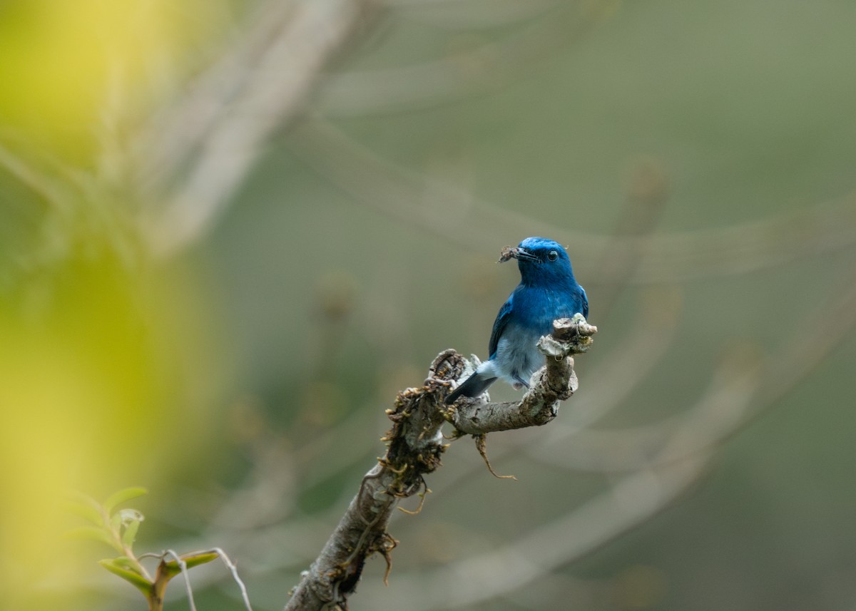 Hainan Blue Flycatcher - Reiügi ß