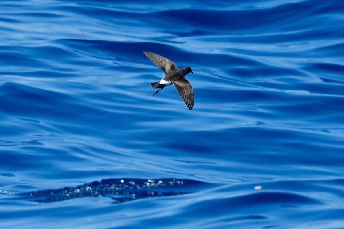 Wilson's Storm-Petrel - Adrian Brooks