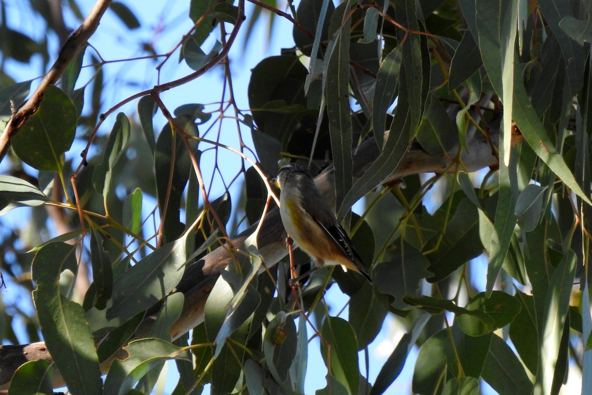 Striated Pardalote - B Jenkins